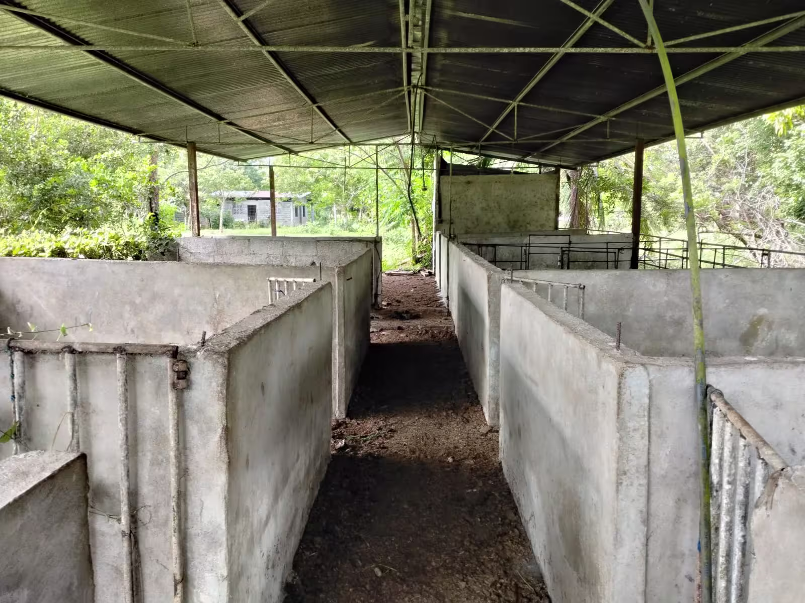 Infraestructura de la galera para cría de cerdos