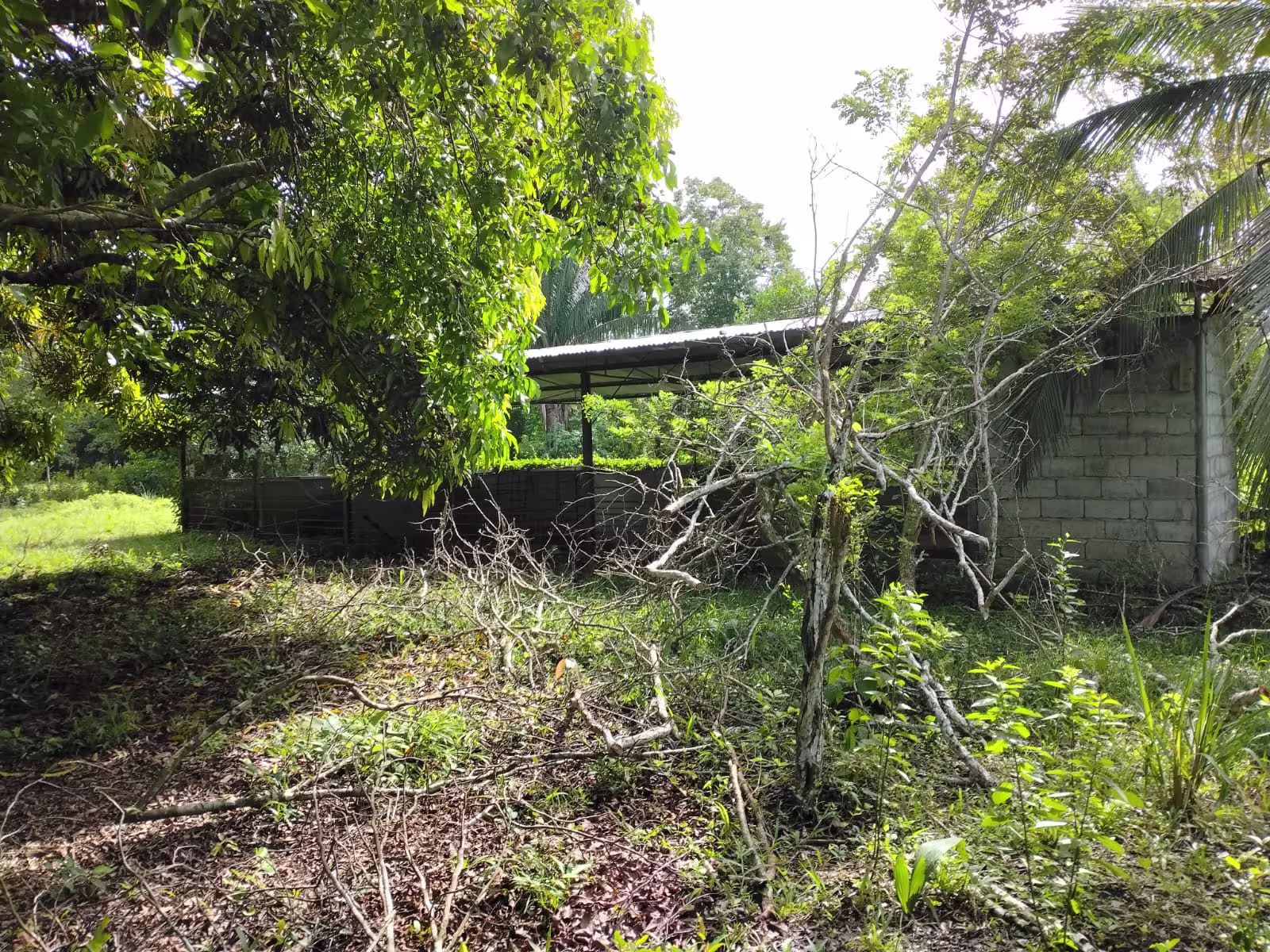 Terreno con galera y casa El Palmar, Puerto Armuelles | provincia de Chiriquí, Panamá