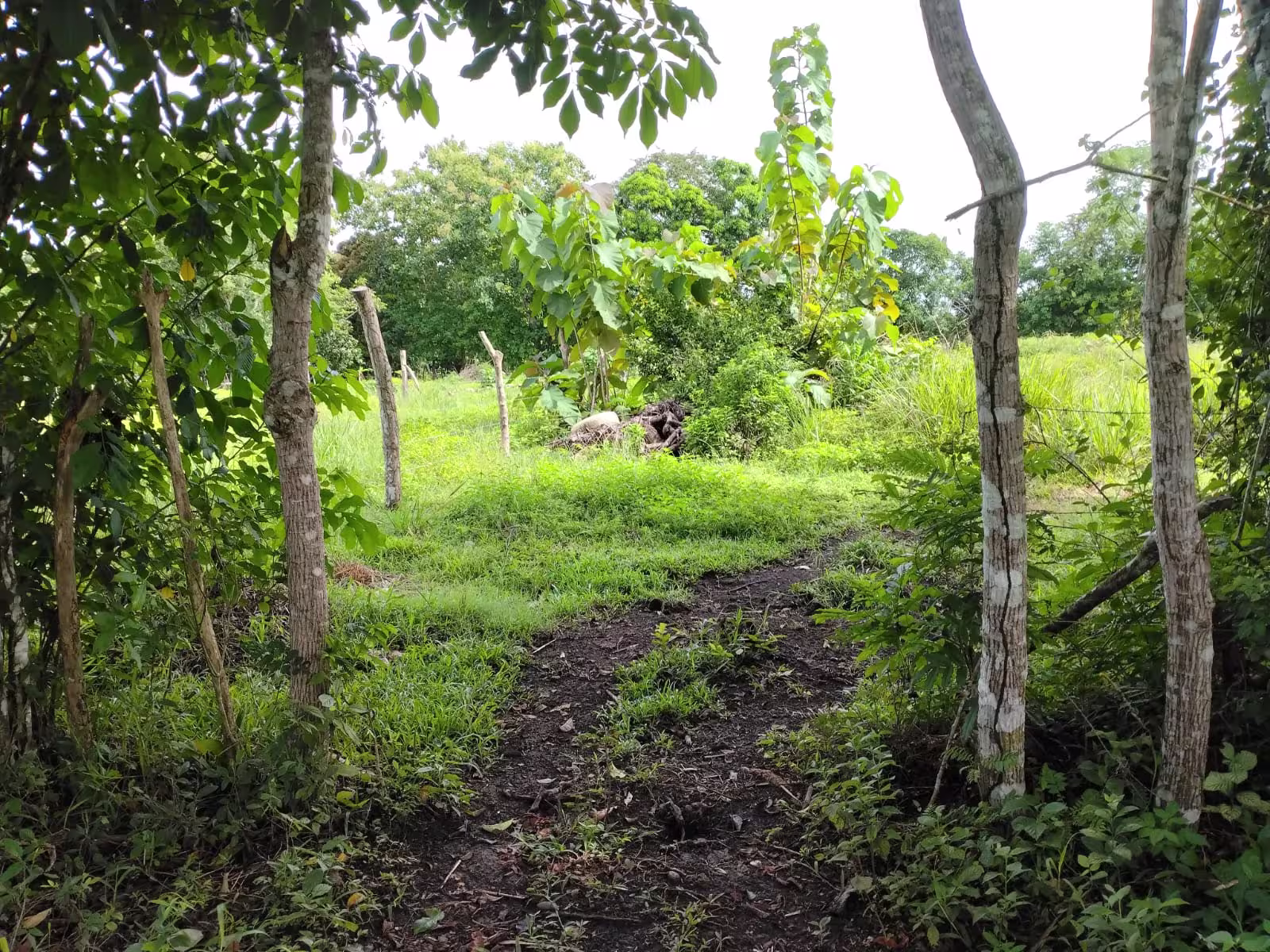 Invierte en Panamá (507) 6292-6292
