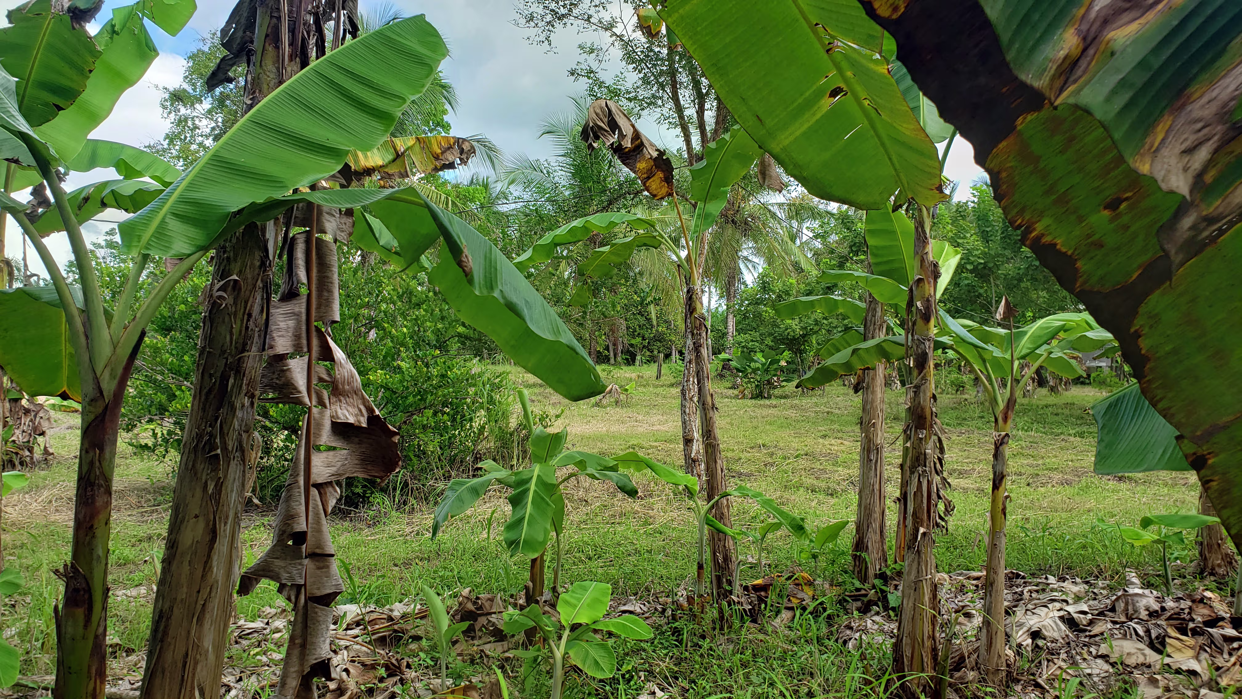 Venta de terreno en Panamá con area de 11,174m²